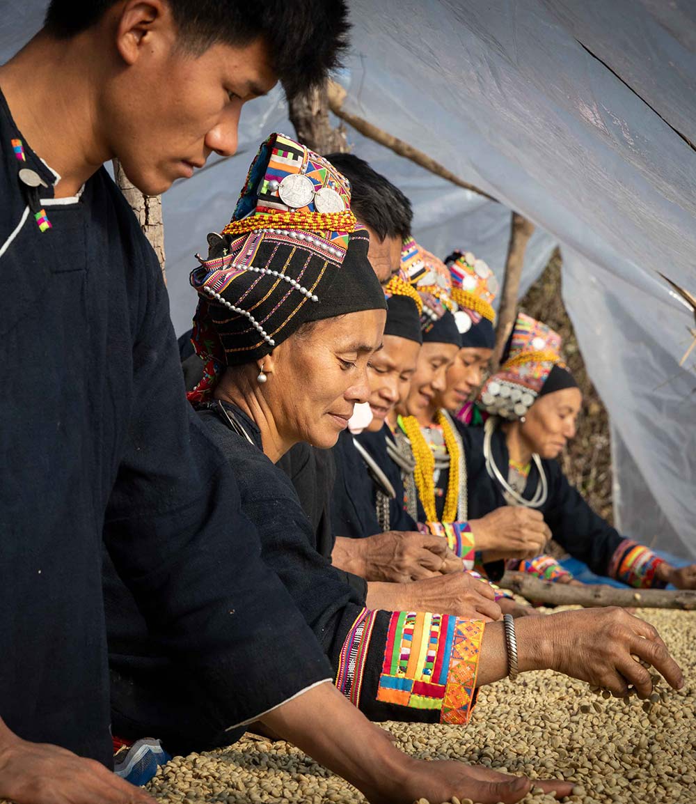 Coffee sustainability in Laos